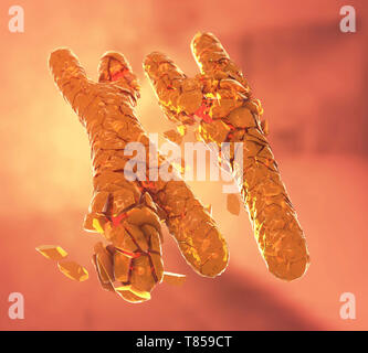 Defective X and Y chromosomes, illustration Stock Photo - Alamy