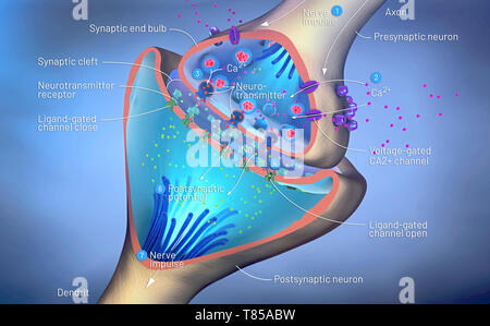 Nerve synapse, illustration Stock Photo