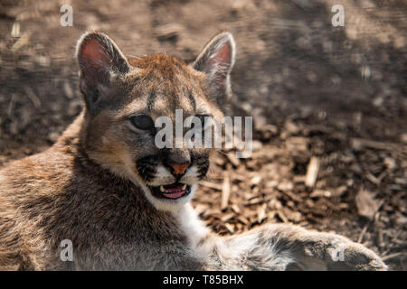 Puma Cub Big Cat Stock Photo