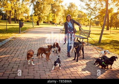 Professional dog walker on the street with dogs Stock Photo