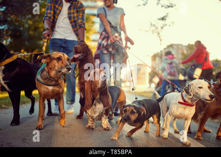 group of dogs in the park walking with professional dog walker Stock Photo