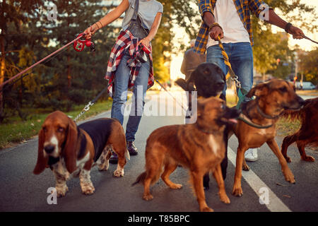 Dog Walker - funny walking with with group of dogs outdoors. Stock Photo