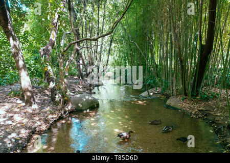 Bamboo Forest In Lisbon, Portugal Stock Photo