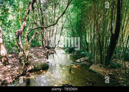 Bamboo Forest In Lisbon, Portugal Stock Photo