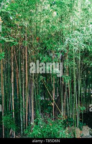 Bamboo Forest In Lisbon, Portugal Stock Photo