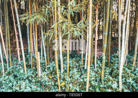 Bamboo Forest In Lisbon, Portugal Stock Photo