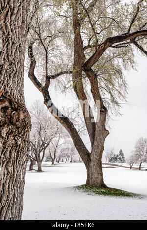 Fremont Cottonwood trees with spring leaves in fresh May 9th springtime snowstorm; Salida; Colorado; USA Stock Photo
