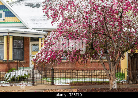 Crabapple tree dusted in springtime snow; Salida; Colorado; USA Stock Photo