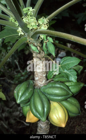 Mountain papaya (Vasconcellea pubescens) also known as mountain pawpaw, papayuelo, chamburo, or simply 'papaya, New Zealand ripening on tree. Stock Photo