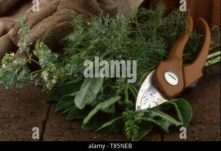 FRESHLY HARVESTED GARDEN HERBS INCLUDING MARJORAM, BASIL & SOUTHERNWOOD (ARTEMISIA ABROTANUM) AND A SECATEURS. Stock Photo