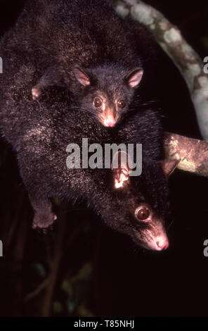 An Australian baby brushtail possum Stock Photo - Alamy