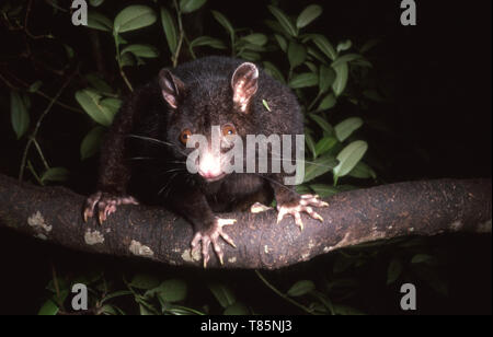 The mountain brushtail possum, or southern bobuck (Trichosurus ...