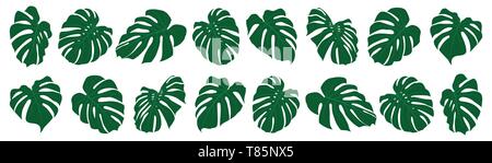 Set of tropical monstera leaves. Vector illustration. Exotic leaves isolated. Stock Vector