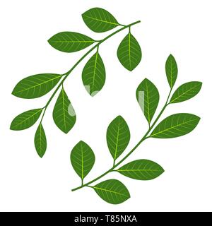 Set of branches with leaves. Vector illustration. Green branches with leaves isolated. Stock Vector