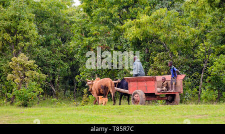 Malawian man steers an oxcart with 2 children riding in the cart Stock Photo