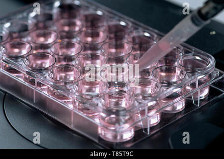 Scientist pipetting sample Stock Photo