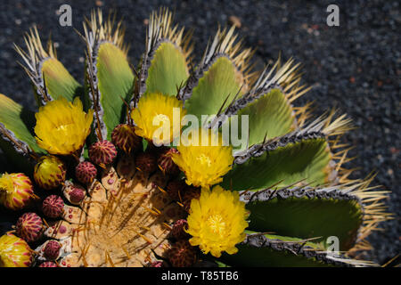 close up view on ferocactus schwarzii on a sunny day Stock Photo