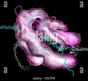 CRISPR-Cas9 gene editing complex, illustration Stock Photo