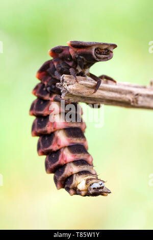 Common glow worm Stock Photo