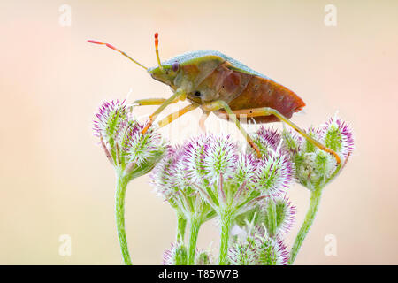 Green shield bug Stock Photo