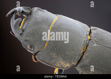 Lesser stag beetle Stock Photo
