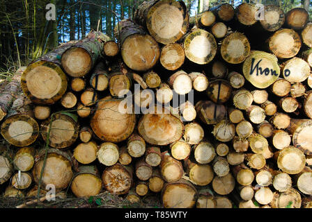 Stack cutted tree trunk laying in a row in the forest near the river moselle in Germany. Stock Photo