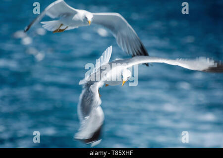 Seagulls in flight Stock Photo