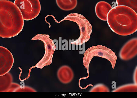 Sleeping sickness parasite, illustration Stock Photo