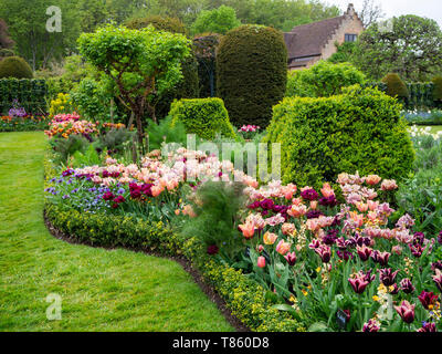 Chenies Manor Gardens in early May featuring La Belle Epoque tulips mass planted with Antraciet tulips and foliage. Stock Photo