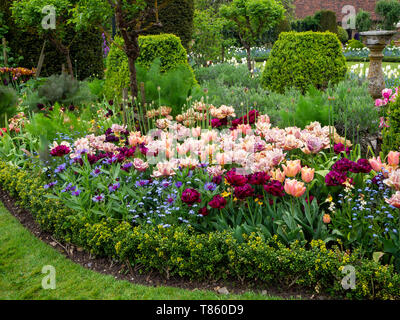 Chenies Manor Gardens in early May featuring La Belle Epoque tulips mass planted with Antraciet tulips,foliage,Centaurea, Myosotis and topiary. Stock Photo