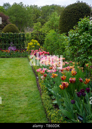 Portrait of Chenies Manor Gardens tulip border in early May with trellis, Euphorbia, topiary and shades of pink, orange and purple tulips.. Stock Photo