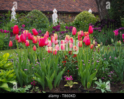 Chenies Manor Gardens in early May by the Tea room seen from the Sunken Garden in the tulip season; garden parasols at the ready; Lambada tulips too. Stock Photo