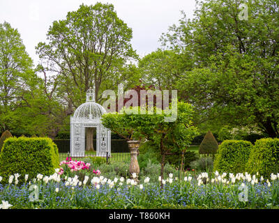 The White Pagoda in the Parterre at Chenies Manor Gardens in early May with White tuilp Triumphator and topiary in Landscape view. Stock Photo