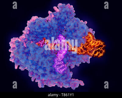 CRISPR-Cas9 gene editing complex, illustration Stock Photo