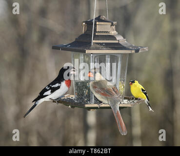 Male Rose Breasted Grosbeak Female Northern Cardinal and male American Goldfinch on a backyard bird feeder in Toronto Stock Photo