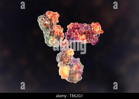 Immunoglobulin G antibody, molecular model Stock Photo