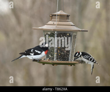 Black red and white male Rose breasted Grosbeak and male Downy Woodpecker on a bird feeder with sunflower seeds Stock Photo