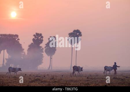 Cambodia, Kompong Thom province, Kompong Thom or Kampong Thom, Farmer bringing his cows in the fields Stock Photo