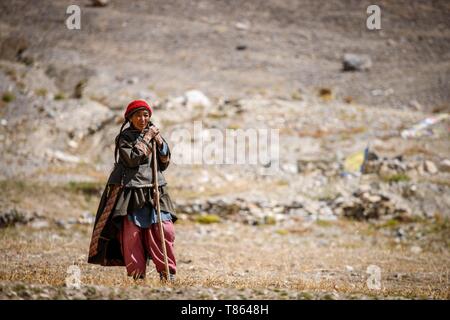 India, state of Jammu and Kashmir, Himalaya, Ladakh, Zanskar, elderly woman in a field near the village of Photoksar (4120m) Stock Photo