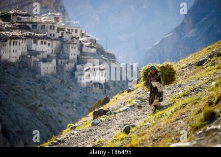India, state of Jammu and Kashmir, Himalaya, Ladakh, Zanskar, elderly woman returning from the forage chore with in the background the village of Photoksar (4120m) Stock Photo