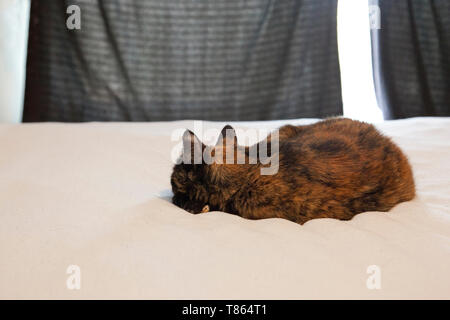 A lazy black and orange cat sleeps on the bed comfortably at home with its back to you Stock Photo