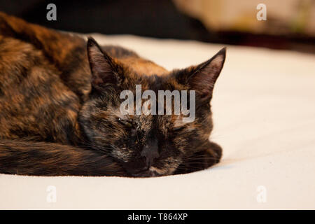 Beautiful tortoiseshell cat is looking at you while resting comfortably on the bed Stock Photo