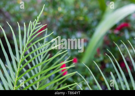 Shiny green fern leaf surrounded by bright garden background Stock Photo