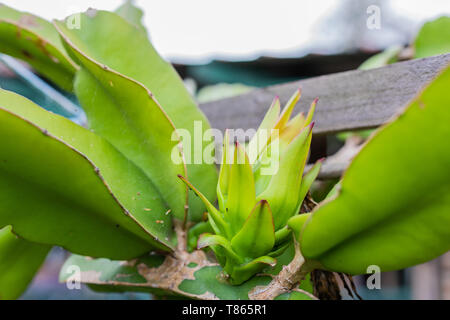 Dragon fruit plant with a fruit in the early stages of growth in an Australian backyard garden, organic vegan plant based zero waste lifestyles Stock Photo