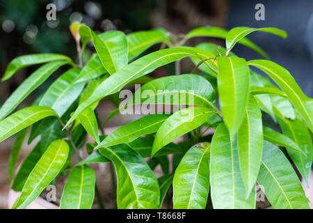 Fresh green leaves of a small organic mango tree in a pot ready for planting in an Australian backyard garden Stock Photo