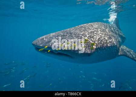 whale-shark-rhincodon-typus-and-golden-trevally-gnathanodon