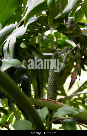 Monstera Deliciosa fruit growing amongst the green leafy foliage of the plant in a backyard garden, organic vegan lifestyle Stock Photo