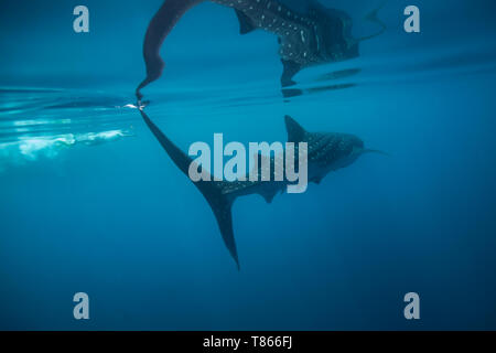 A snorkeller approaching a  whale shark (Rhincodon typus) in Honda Bay, Puerto Princesa, Palawan, the Philippines. Stock Photo
