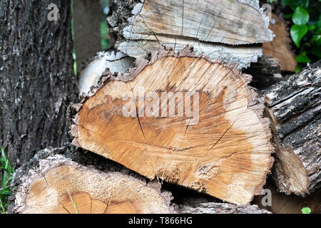 Survival Skills: Eating Tree Bark - Through The Trees