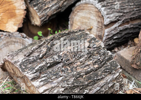 Tree bark texture hi-res stock photography and images - Alamy